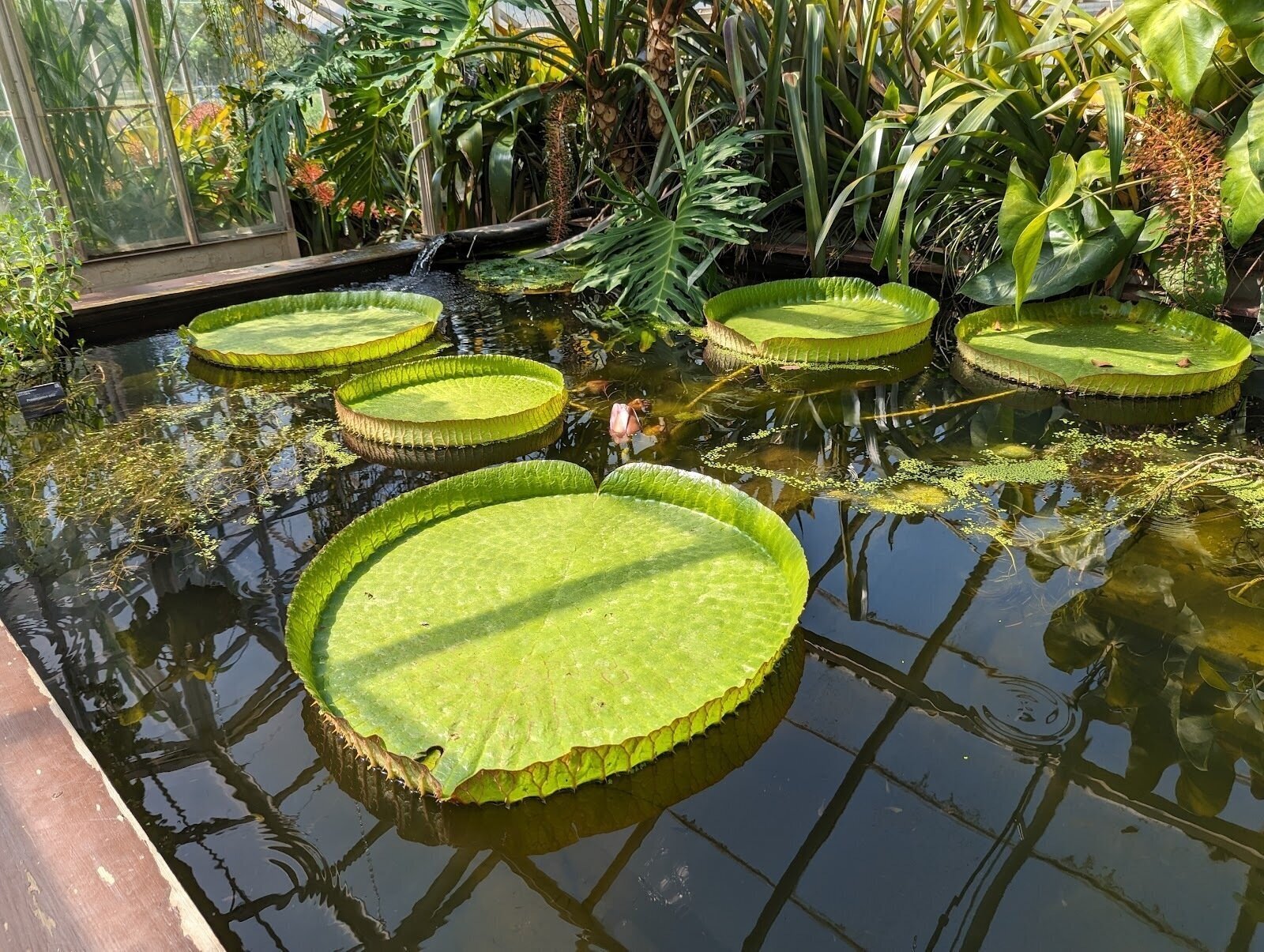 <span class="translation_missing" title="translation missing: en.meta.location_title, location_name: Cambridge University Botanic Garden, city: Cambridge">Location Title</span>