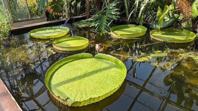 Cambridge University Botanic Garden