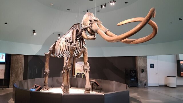 La Brea Tar Pits and Museum