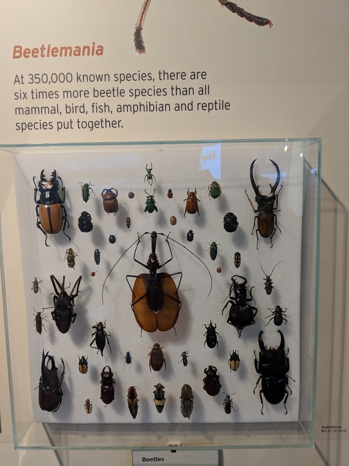 <span class="translation_missing" title="translation missing: en.meta.location_title, location_name: Missoula Butterfly House and Insectarium, city: Missoula">Location Title</span>